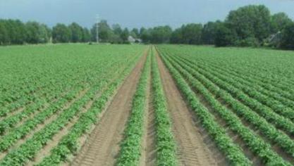 Variabel poten in en naast het rijpad kan voordelen opleveren voor de landbouwer, maar er is verschil merkbaar tussen rassen.
