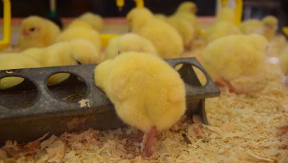 Is het de schuld van de consument, die weigert extra te betalen? Of is het de schuld van het beleid, dat er maar niet in slaagt de echte ‘klimaatzondaars’ en ‘dierenbeulen’ te onderscheiden van de landbouwers?