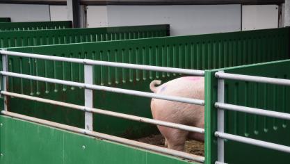 Elk kraamopfokhok heeft een oppervlakte van 9 m² binnen en een uitloop van 6 m².