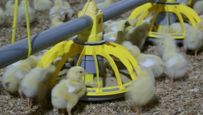 De Belgische pluimveehouderij ondervindt oneerlijke concurrentie, aldus de Landsbond.