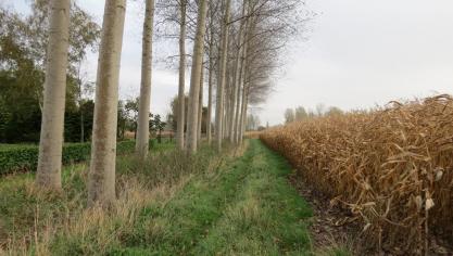 Gewasopbrengsten worden beïnvloed door de omvang van de bomen, het gewastype en de afstand tot de bomen.
