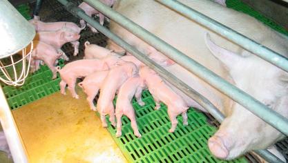 Het thermisch comfort van de biggen kan verzekerd worden door middel van een  infraroodlamp of door middel van een verwarmingsmat (of door beide).