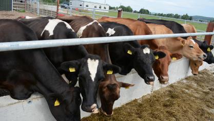 In januari stegen zuivelprijzen op de wereldmarkt snel, terwijl de vleesprijs stabiel bleef.