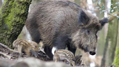 Het parket van Luxemburg bevestigt de inverdenkingsteling en aanhouding van twee personen in het gerechtelijk onderzoek naar de ontdekking van het Afrikaanse varkenspestvirus in de Gaumestreek.