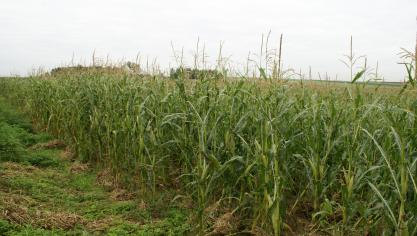 De weersverzekering helpt landbouwers risico’s indekken, zoals hier op de foto hagelschade in maïs.