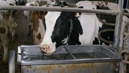 Met de nieuwe Biocheck Rundvee kan je de bioveiligheid op je bedrijf evalueren.