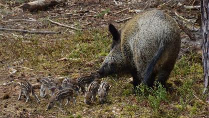 De raadkamer van Aarlen heeft, in het gerechtelijk onderzoek naar de ontdekking van de Afrikaanse varkenspest, alvast de aanhouding van één van de verdachten met een maand verlengd.