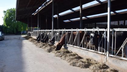 Biobedrijven houden eerder robuustere dieren aan, waarbij de keuze niet direct ligt op topproducties.