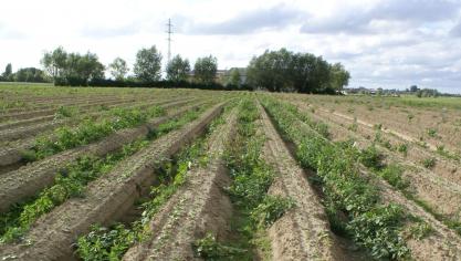 In de biologische sector zijn chemische gewasbeschermingsmiddelen verboden.