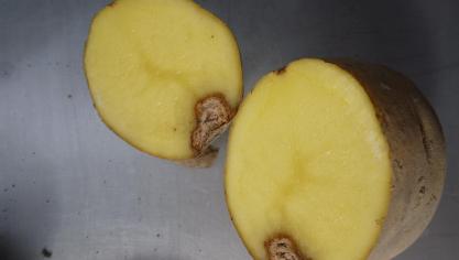 Phoma is een andere ziekte dan fusarium, maar kan er maar moeilijk van
onderscheiden worden - Bron: PCA