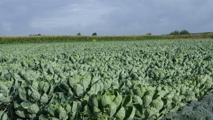 De spruitkooltelers dreigen dan maar zelf de verwerking in de hand te nemen.