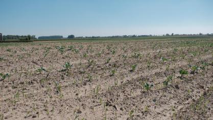 De droogte sloeg in de zomer van 208 in heel Vlaanderen hard toe.