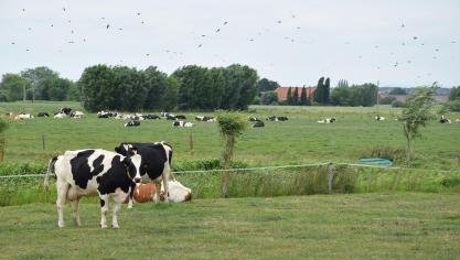 De WTO-tarieven voor zuivel lopen op tot 35%.