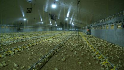 In de omgeving was veel verzet tegen de bouw van een nieuwe pluimveestal. Op de foto een willekeurige pluimveestal.