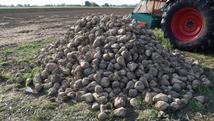 Een overschot aan suiker zet druk op de suikerprijs.