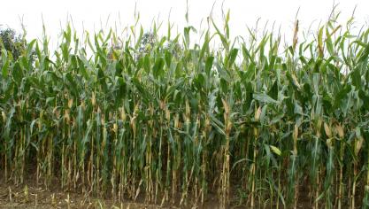 Dit jaar telt de Belgische rassenlijst negen nieuwe kuilmaïsrassen en drie nieuwe korrelmaïsrassen.