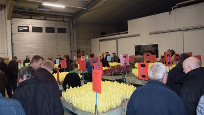 Op de witloofavond konden de bezoekers de verschillende rassen met eigen ogen bekijken.