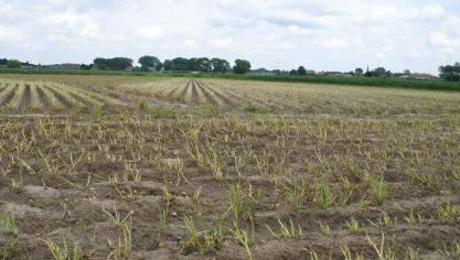 Loofklappen zorgt ervoor dat het loof zeer snel verdwijnt.