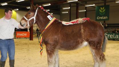Mystére du Forét, eerste prijs bij de hengstveulens geboren in 2018, eig. J & L Duret - Graty