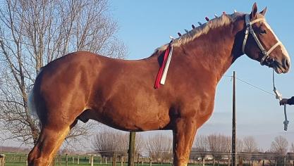 De 3-jarige Circle Y Ricky’s Max van Stal Talpe uit Komen net na zijn aankomst  in België.