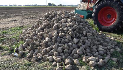 Een overschot aan suiker zet druk op de suikerprijs.