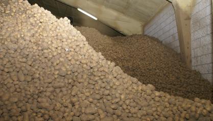 De aardappelvoorraad is relatief klein dit jaar.