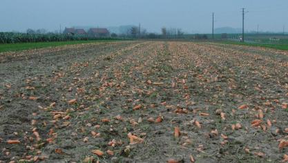 De nieuwe fusieplant van ILVO bestaat uit cellen van wortels en selder.