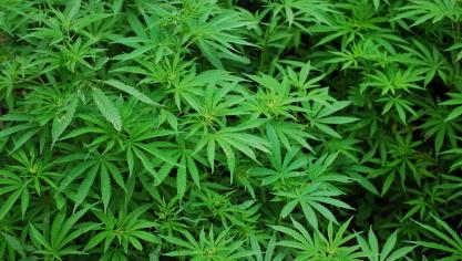 Rendocan kreeg op de site van Agropolis de exclusieve rechten om een onderzoeksfaciliteit te ontwikkelen voor de productie en verwerking van medicinale cannabis.