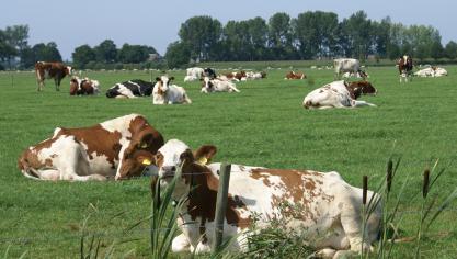 FrieslandCampina probeert productievolumes op de markt af te stemmen.