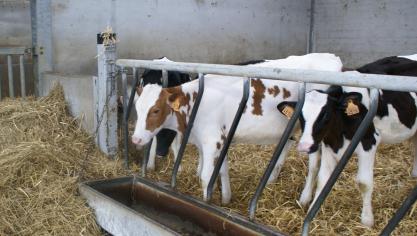 Kalveren mogen voortaan niet meer onverdoofd geslacht worden.