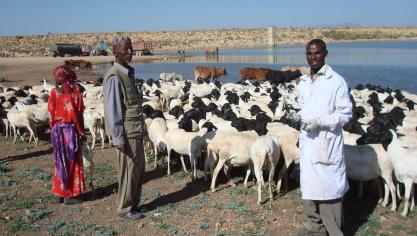 De FAO heeft onder meer als taak te helpen honger in kaart te brengen en te bestrijden, zoals hier met een vaccinatieprogramma voor vee in Ethiopië.