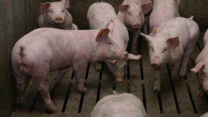 De aanvrager van deze tijdelijke VLIF-steun moet kunnen aantonen dat zijn bedrijf negatieve gevolgen ondervindt van de uitbraak van de Afrikaanse varkenspest.