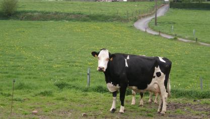 Zuivelprijzen zitten in de lift, aldus de FAO.