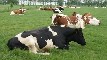 Uit het onderzoek blijkt dat beweiding financieel aantrekkelijk blijft als de koe minstens 500 – 700 kg droge stof per koe per weideseizoen eet.