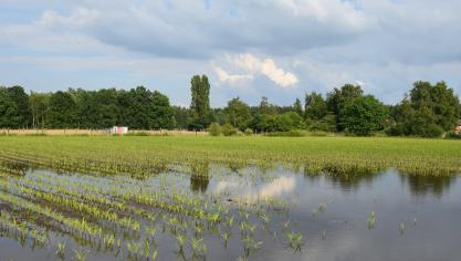 De weersverzekering moet onder meer schade door hagel, extreme droogte en extreme regenval dekken.