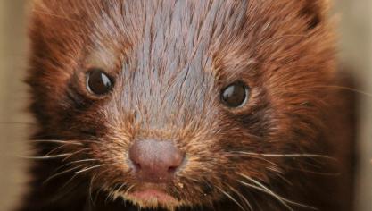Het verbod op de kweek van pelsdieren en op dwangvoederen werd nu ook unaniem door het Vlaamse Parlement goedgekeurd.