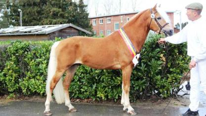 Sternblick de l’Our van Bruno Ronsijn uit Voorde won de wedstrijd.
