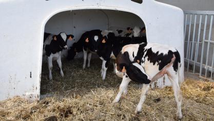 Het groeperen van de kalveren op een leeftijd van 14 dagen is mogelijk op voorwaarde dat de kalveren voldoende biest opgenomen hebben en dat er voldoende energie via de melk verstrekt wordt om weerstand te bieden tegen de infectiedruk.