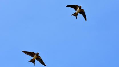 swallows-3850033_1920