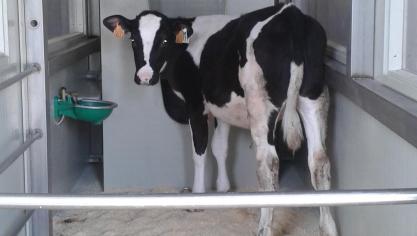 Meting van de methaanuitstoot bij Holstein vaarskalf in gasuitwisselingskamer (GUK).
