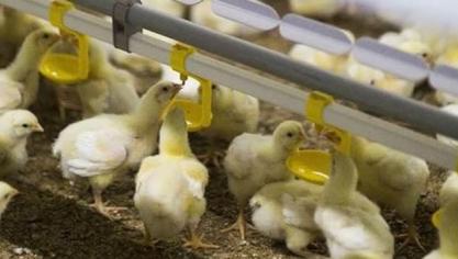 Kuikens drinken van gezuiverd regenwater.