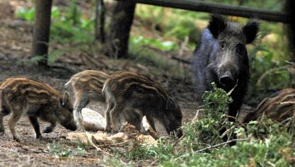 In het Groothertogdom Luxemburg zijn er nog geen gevallen van de Afrikaanse varkenspest aangetroffen, maar het land wil zich extra beschermen door een hek te bouwen.