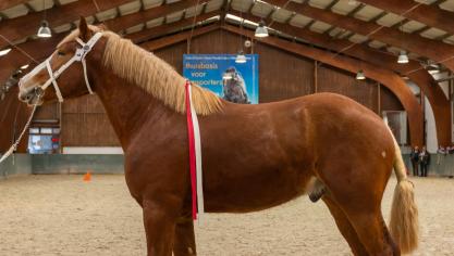 Widar van de  Scheplakens is een rechthoekig lang gelijnd paard  met nog wat weinig ‘hengstenuitstraling’.