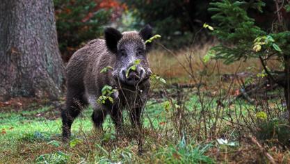Sinds de uitbraak van Afrikaanse varkenspest in de provincie Luxemburg, zijn diverse maatregelen genomen om te voorkomen dat de pest over slaat op varkenshouderijen.