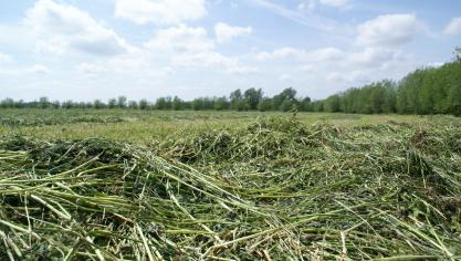 Bij aanvraag van de VLI-premie voor de teelt grasklaver moet de klaver duidelijk zichtbaar aanwezig zijn op het veld gedurende de volledige aanhoudingsperiode.