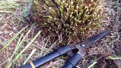 De meeste siergrassen hebben baat bij een  jaarlijkse radicale snoei.