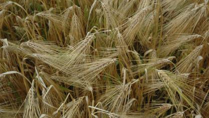 In de behandelde percelen wintergerst  werden op twee van de drie percelen in beperkte mate bladluizen waargenomen.