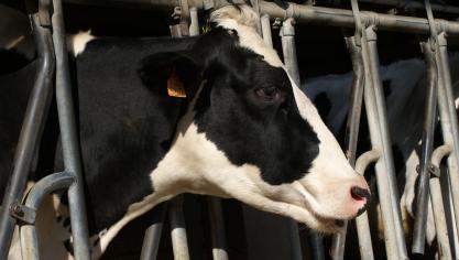 Naast het rechtsstatuut van dieren komen in de lessen ook actuele thema