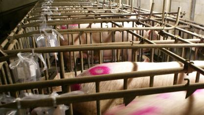 De Bereslim app zorgt ervoor dat de ingezette beren aan een groep zeugen gekoppeld kunnen worden.