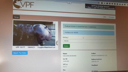 Van elke beer wordt een filmpje gemaakt van ongeveer 90 seconden. Zo krijgt de geïnteresseerde koper een goede indruk van de beer vooraleer hij start te bieden op de onlineveiling.